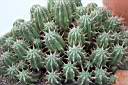 EUPHORBIA AGGREGATA.jpg